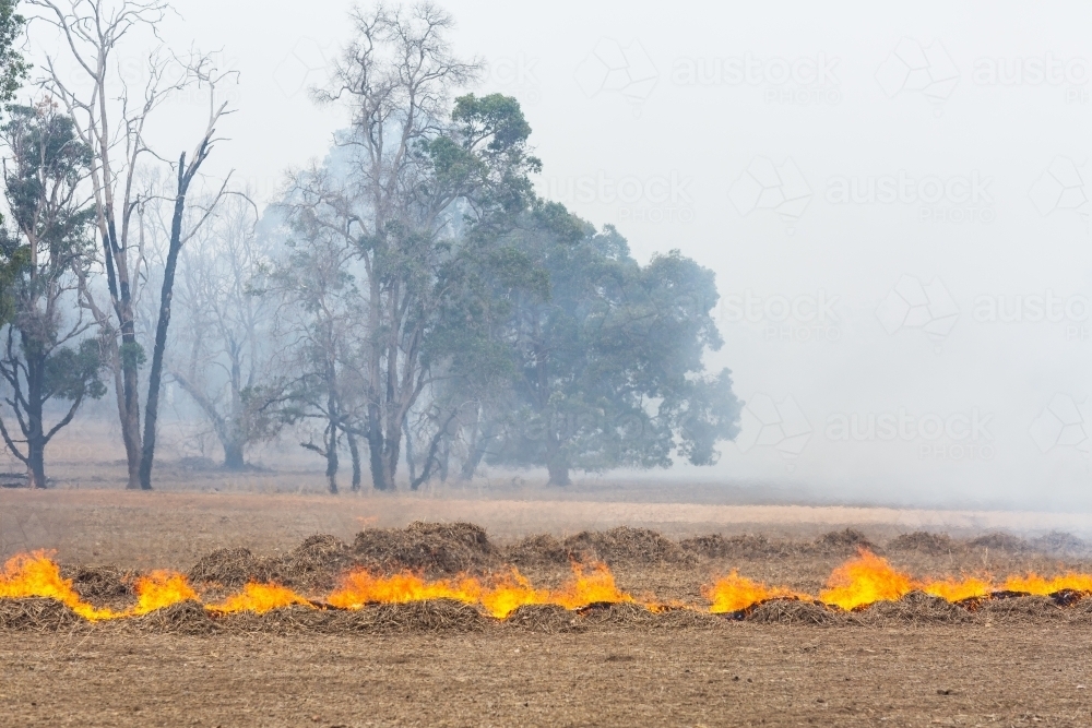 Burning windrows of stubble on farm - Australian Stock Image