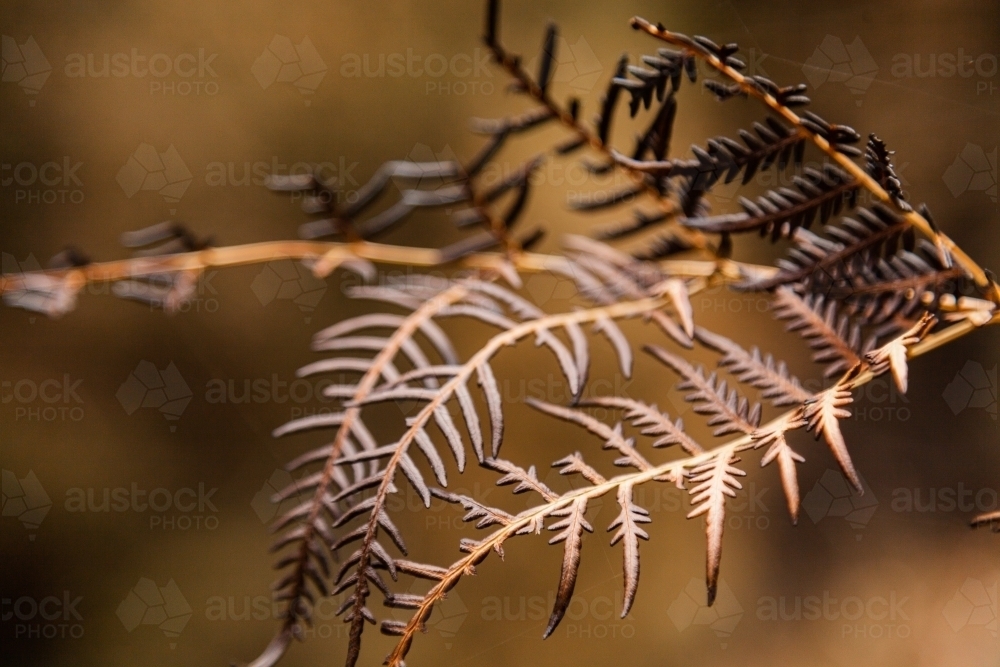 Burnt and blackened fern fronds after a bushfire came past - Australian Stock Image