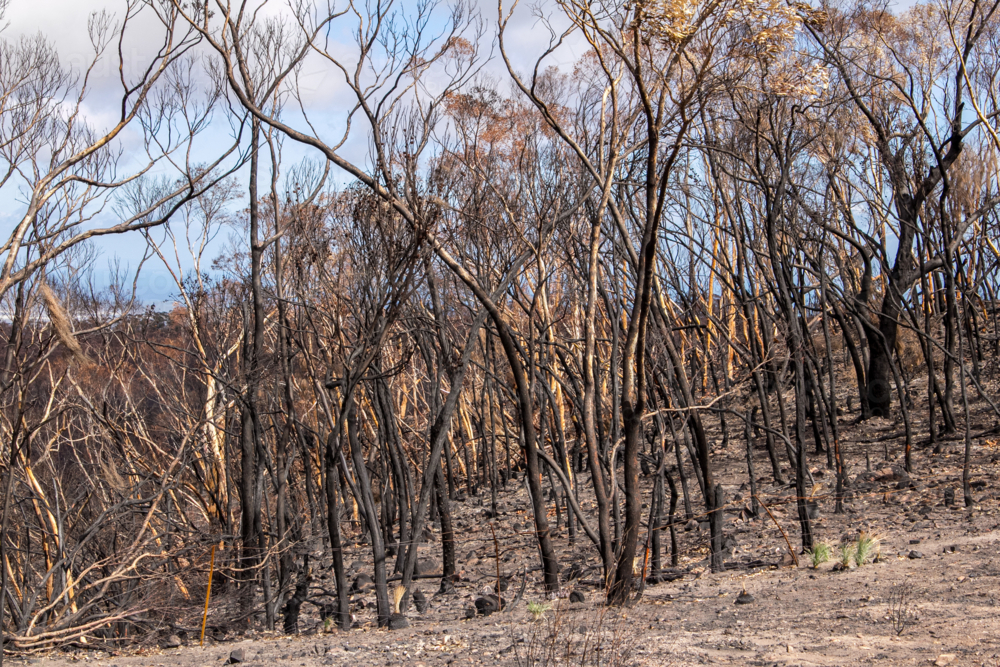 Burnt and blackened trees in bushland after the bushfire - Australian Stock Image