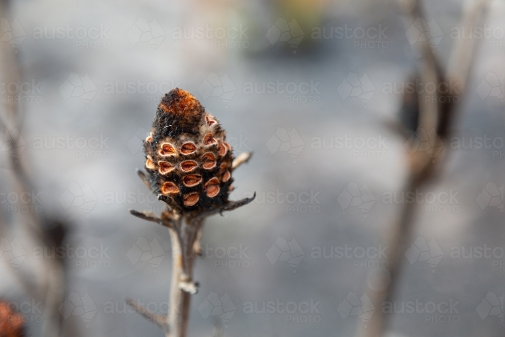 Burnt banksia nut after wildfire - Australian Stock Image