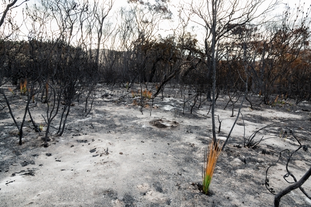 burnt bush area with ash and blackened plants with regrowth - Australian Stock Image