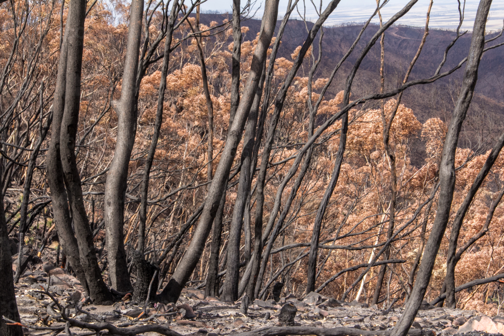 Burnt charred tree trunks and bushland after the bushfire - Australian Stock Image