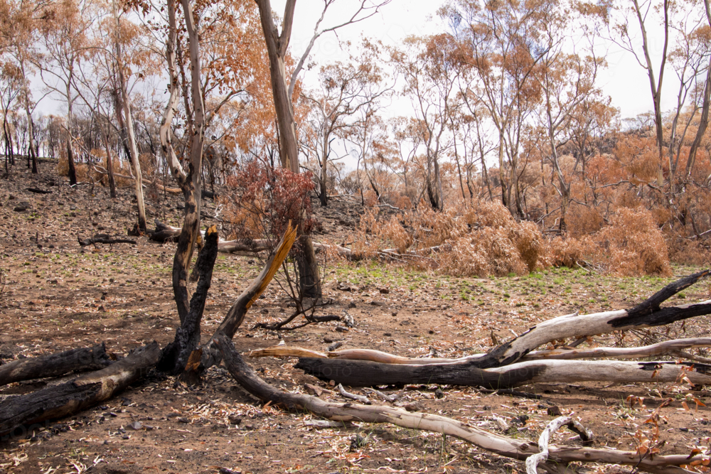 Burnt charred tree trunks and bushland after the bushfire - Australian Stock Image