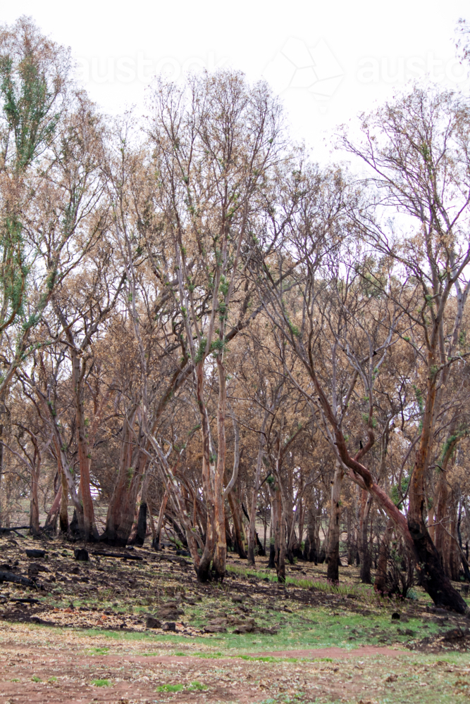 Burnt charred tree trunks and bushland after the bushfire - Australian Stock Image