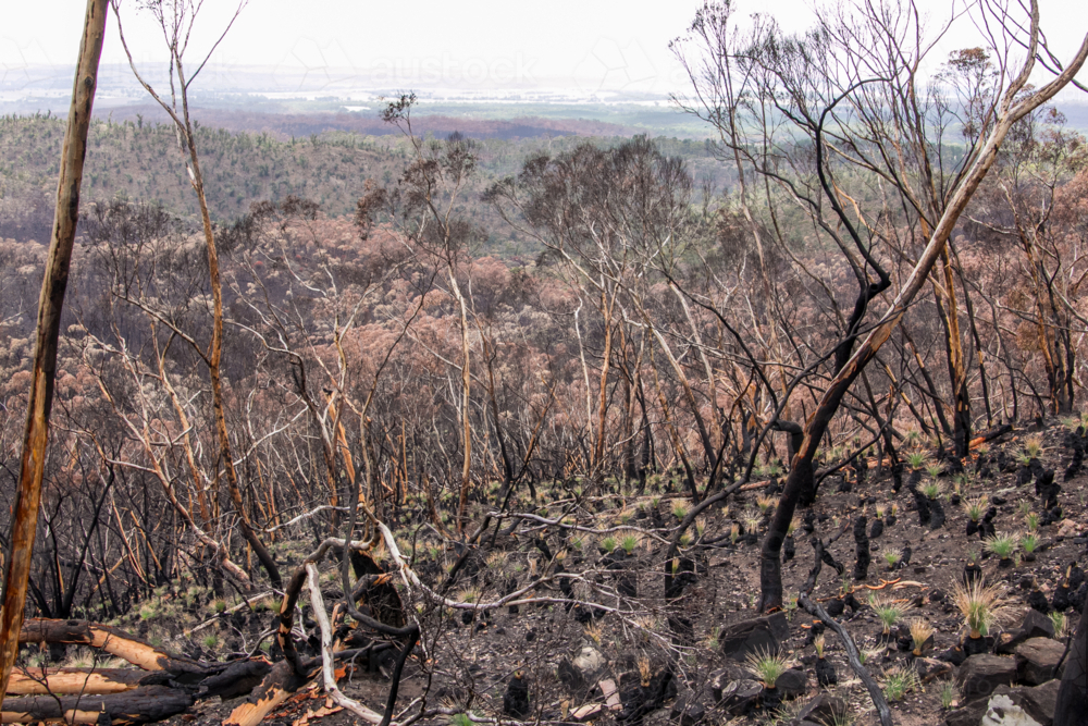 Burnt charred tree trunks and bushland after the bushfire - Australian Stock Image