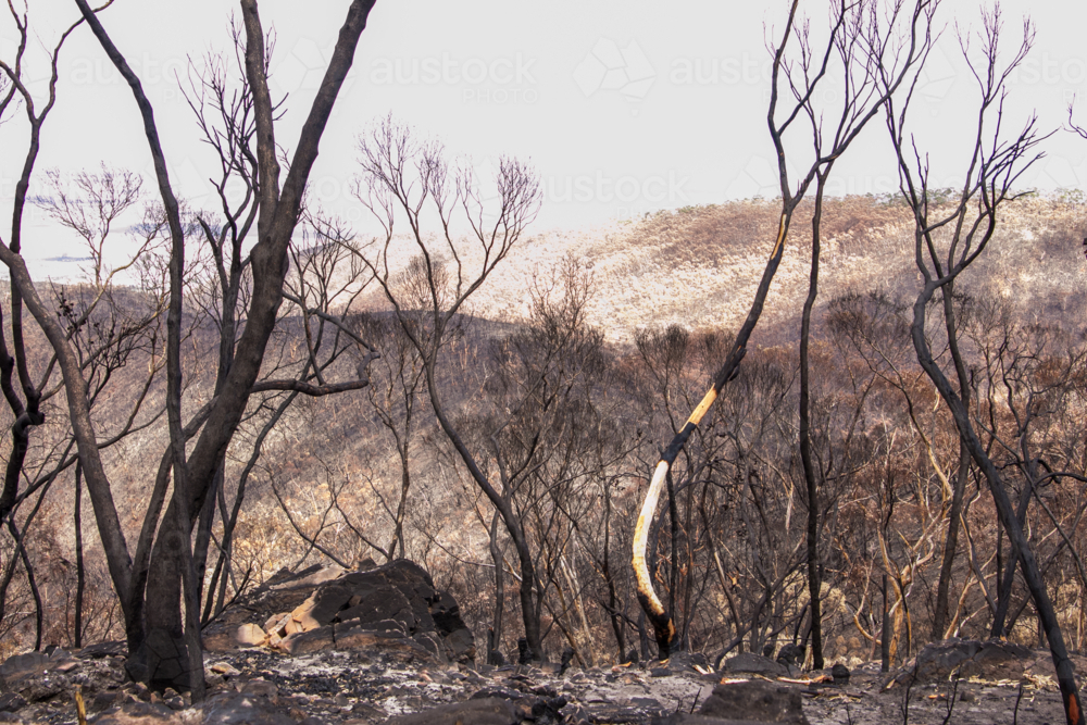 Burnt charred tree trunks and bushland after the bushfire - Australian Stock Image