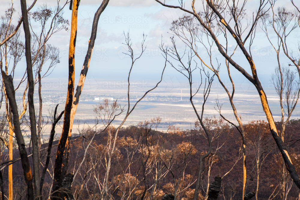 Burnt charred tree trunks and bushland after the bushfire - Australian Stock Image