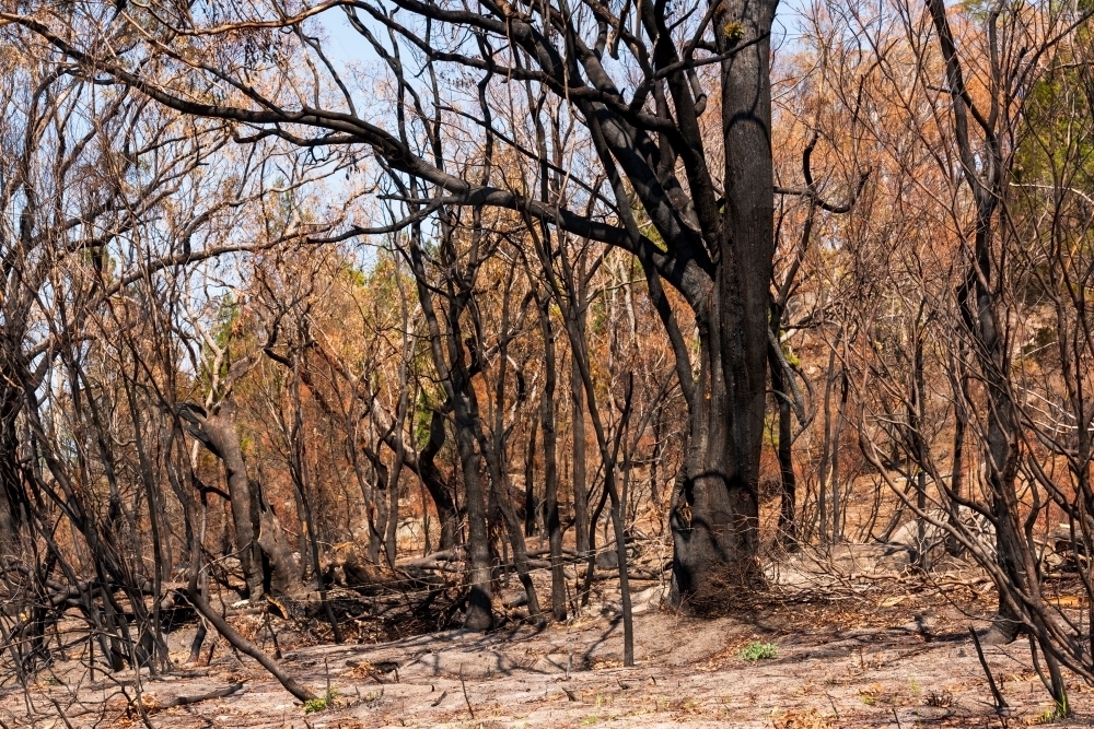 Burnt forest with ash, blackened trees and brown dead leaves - Australian Stock Image