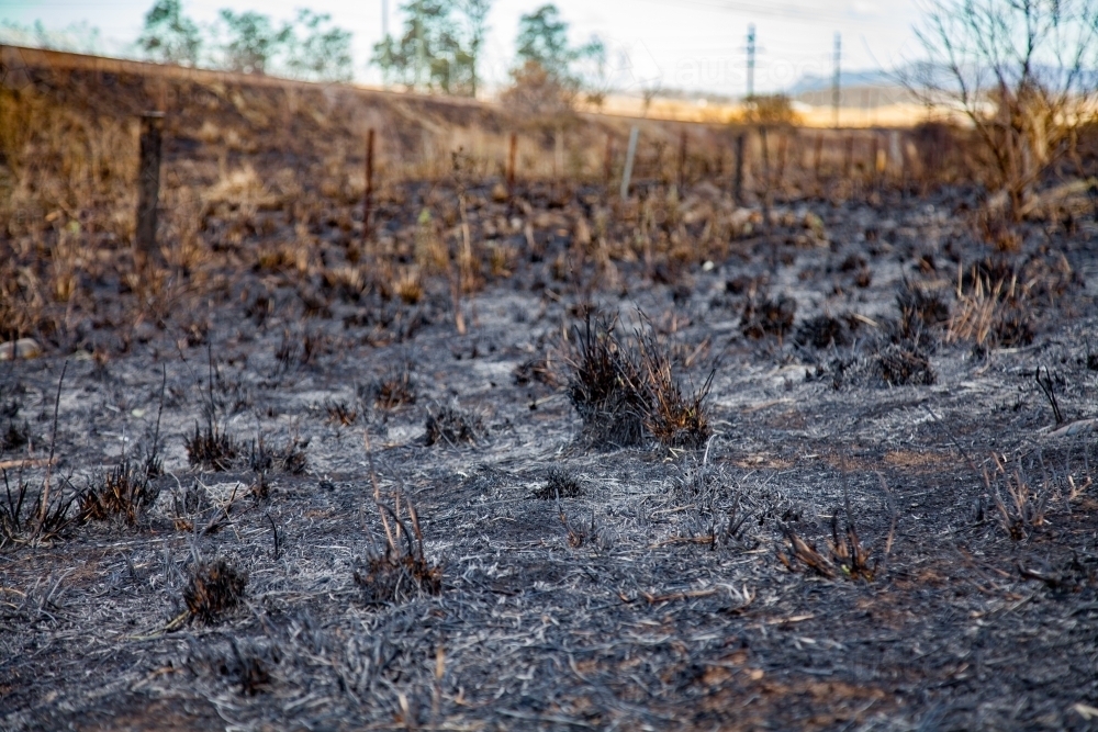 Burnt grass after burning off in a paddock beside road - Australian Stock Image