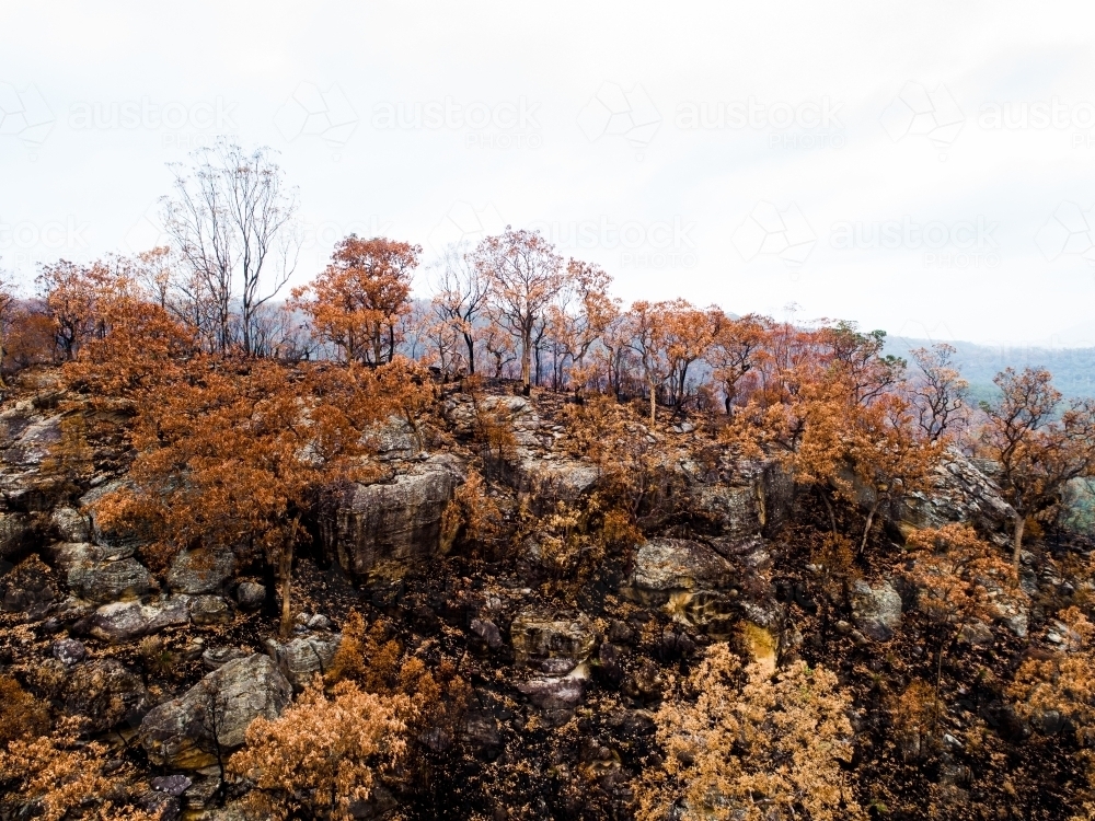 Burnt trees and land on hillside - Australian Stock Image