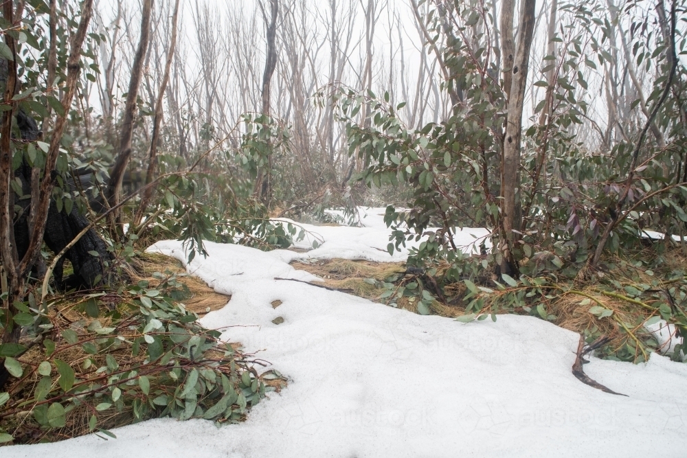 Burnt trees in the snow at Kosciuszko National Park - Australian Stock Image