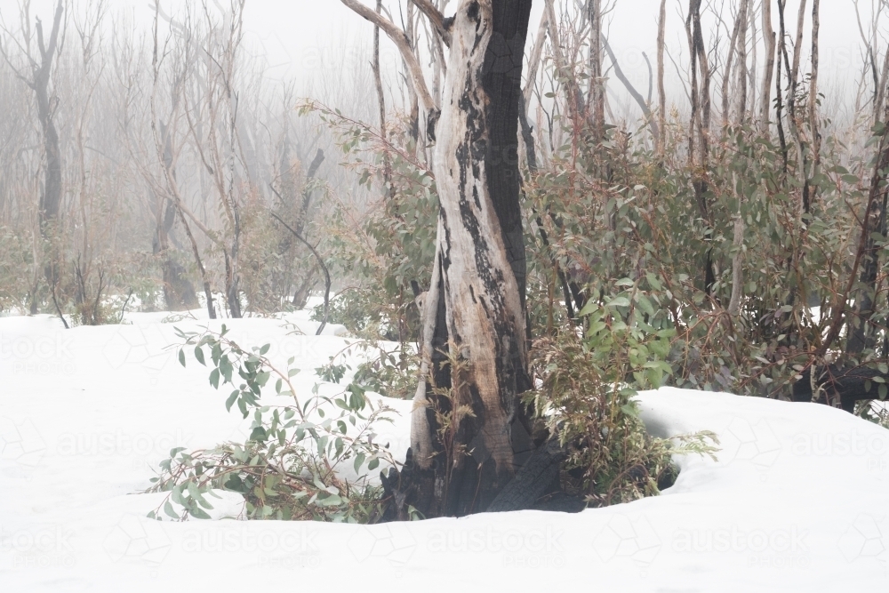 Burnt trees in the snow at Kosciuszko National Park - Australian Stock Image