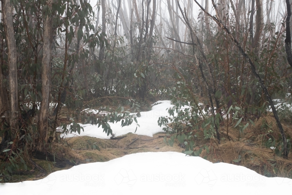 Burnt trees in the snow at Kosciuszko National Park - Australian Stock Image