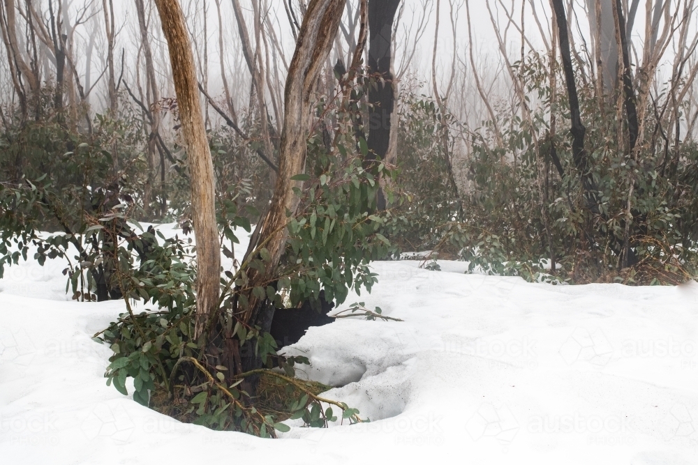 Burnt trees in the snow at Kosciuszko National Park - Australian Stock Image