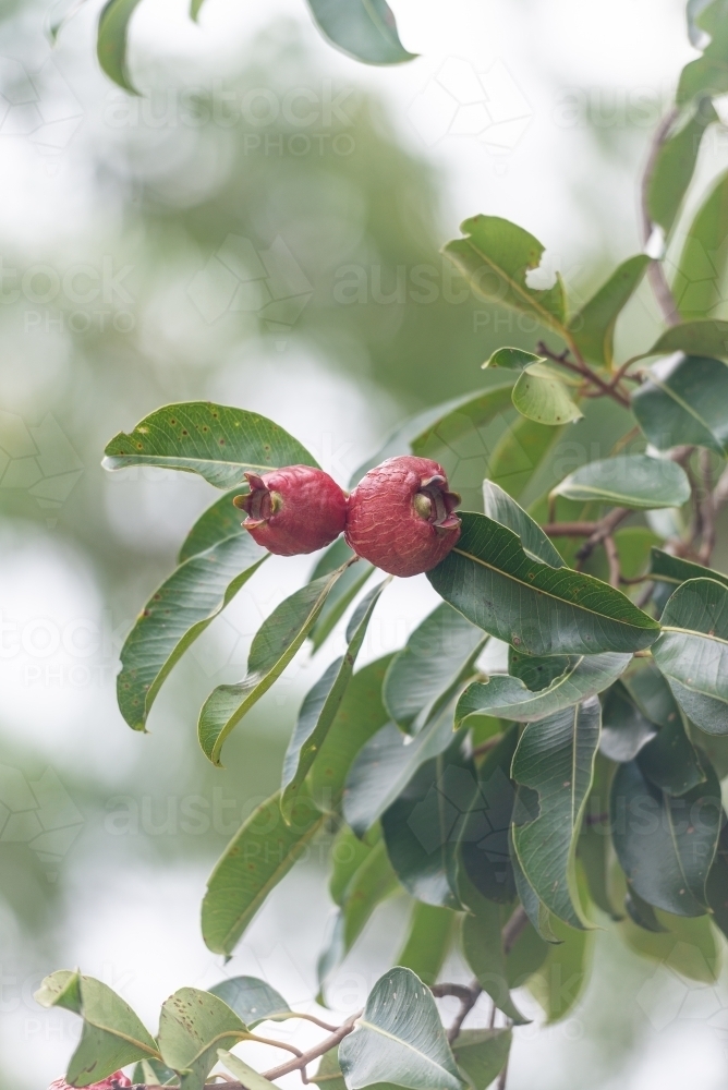 Bush Apple tree - australian bush tucker - Australian Stock Image