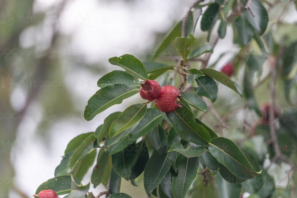 Bush Apple tree - australian bush tucker - Australian Stock Image