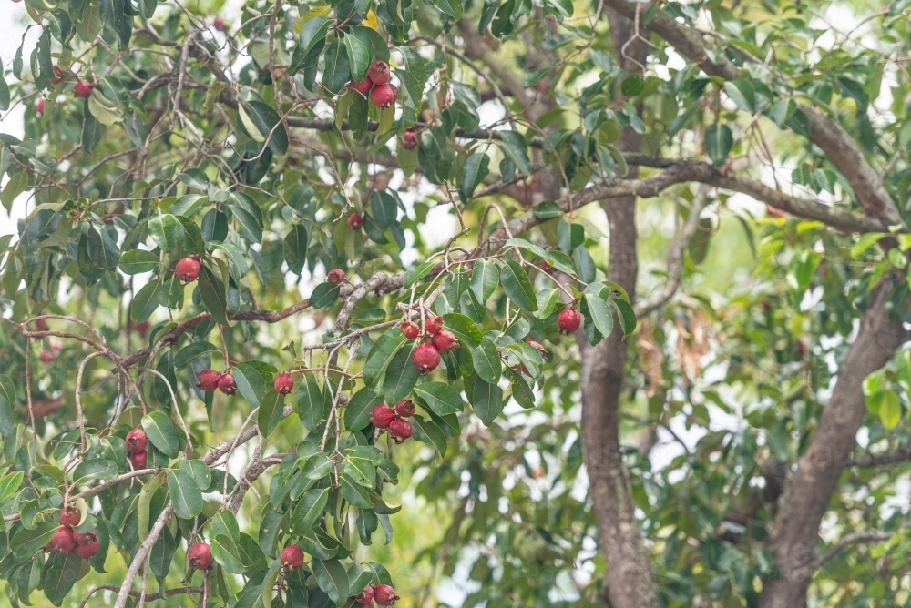 Bush Apple tree - australian bush tucker - Australian Stock Image