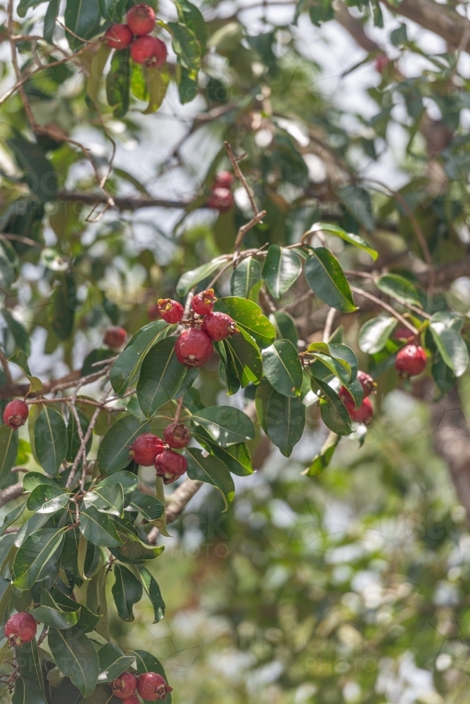 Bush Apple tree - australian bush tucker - Australian Stock Image