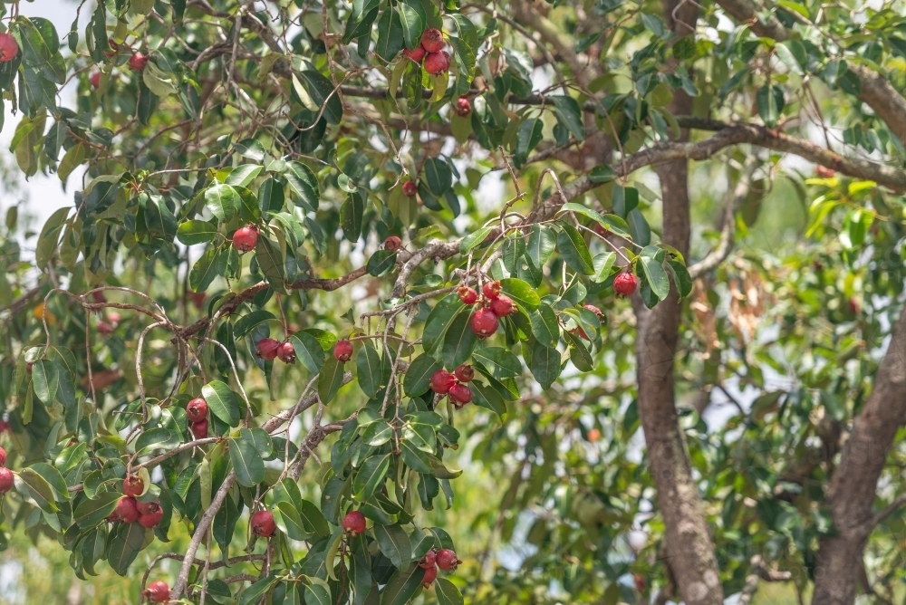 Bush Apple tree - australian bush tucker - Australian Stock Image