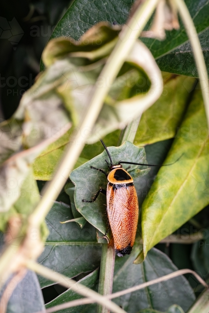 Bush Cockroach on Passionfruit Vine - Australian Stock Image