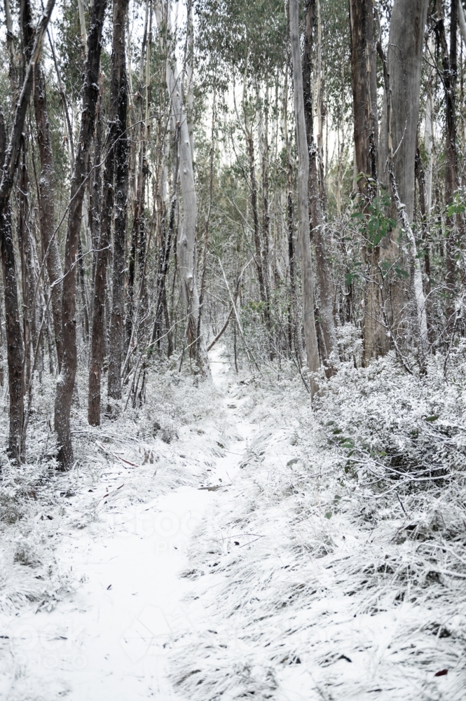 Bush forest trail covered in snow - Australian Stock Image