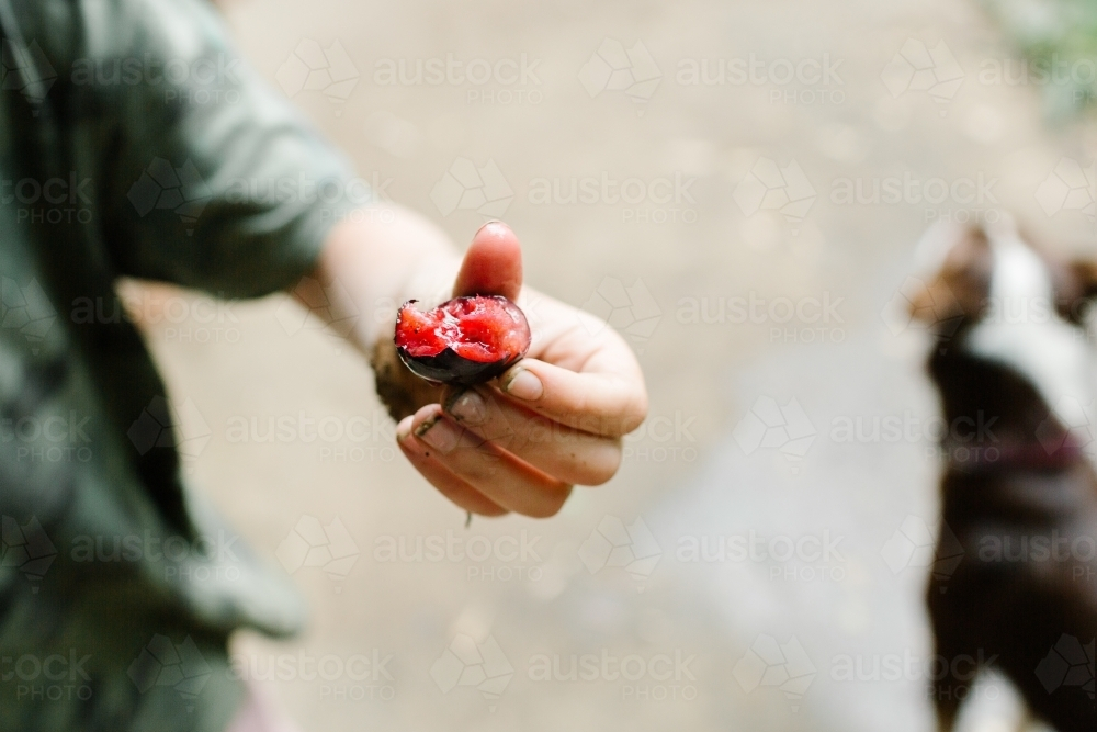 Bush plum - Australian Stock Image