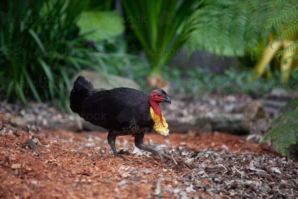 Bush Turkey in a garden - Australian Stock Image