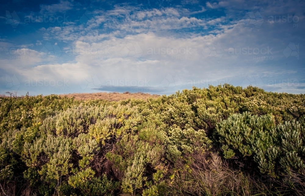 Bushes, Great Ocean Road - Australian Stock Image