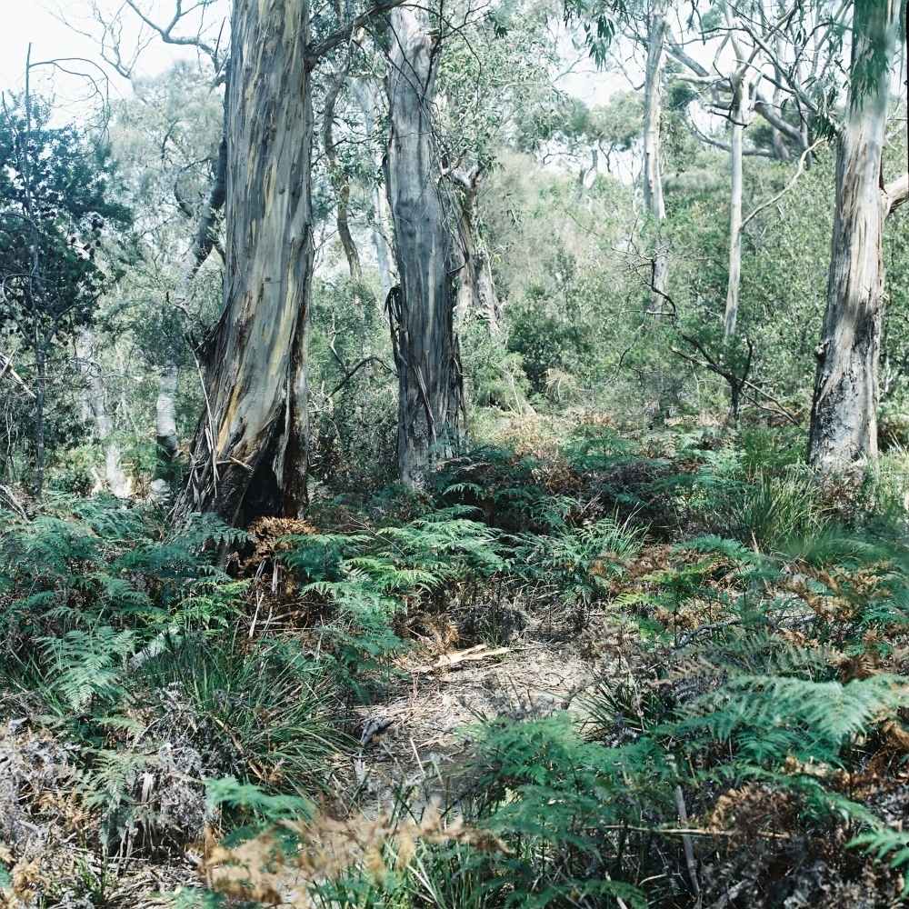 Bushland of ferns and gum trees - Australian Stock Image