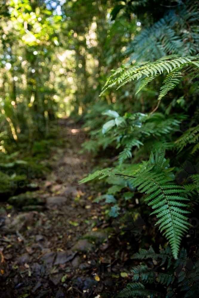 bushwalking path in Lamington National Park - Australian Stock Image