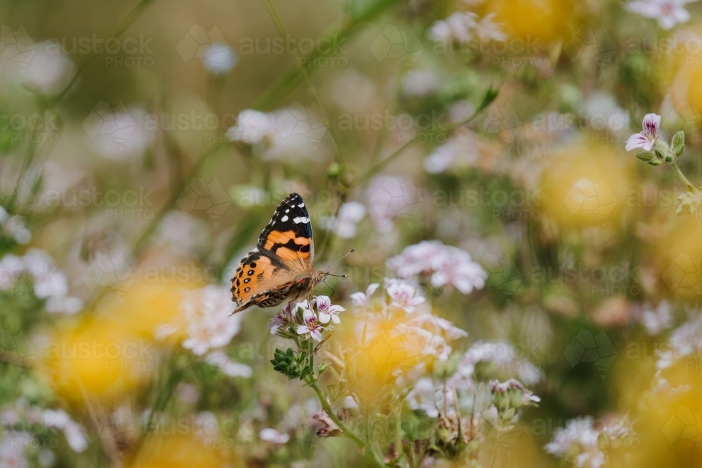 Butterfly - Australian Stock Image