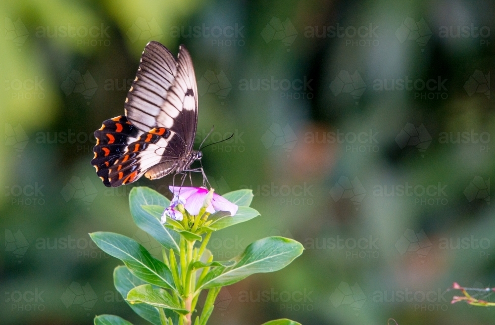 Butterfly landing on flower in garden - Australian Stock Image