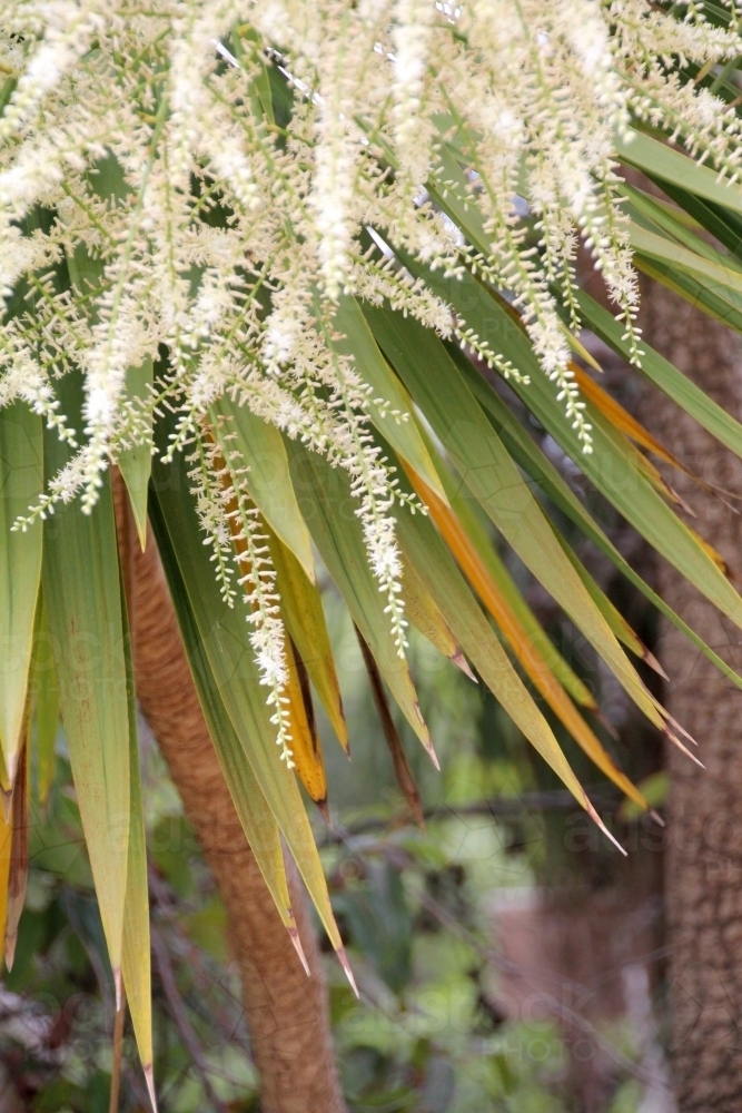 Cabbage tree in flower - Australian Stock Image