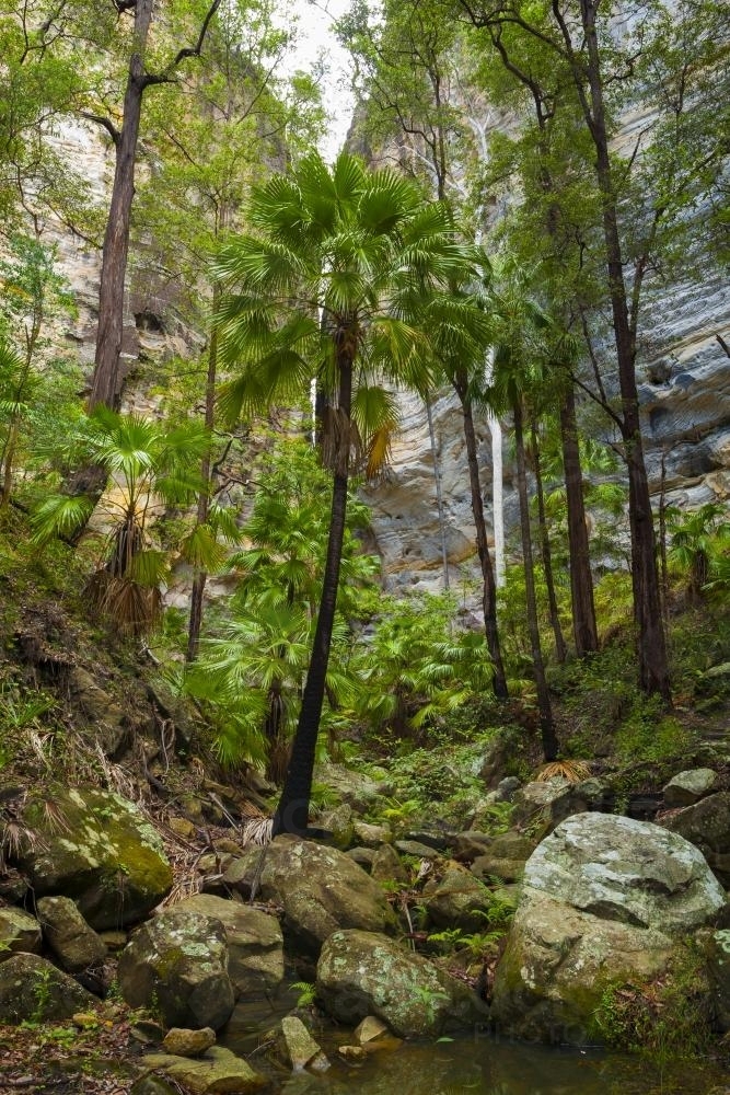 Cabbage Tree Palms and sandstone cliffs - Australian Stock Image