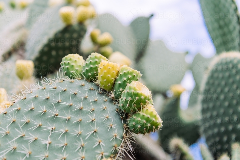 Cactus closeup - Australian Stock Image