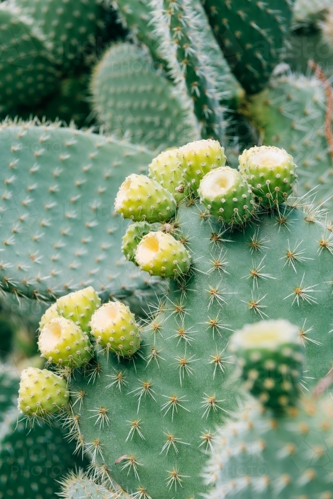 Cactus closeup - Australian Stock Image