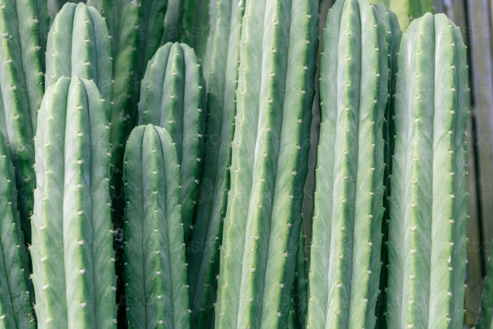 Cactus closeup - Australian Stock Image