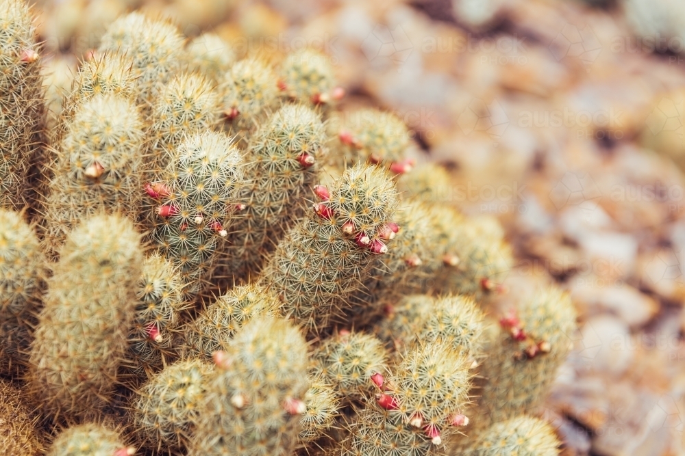 Cactus closeup - Australian Stock Image