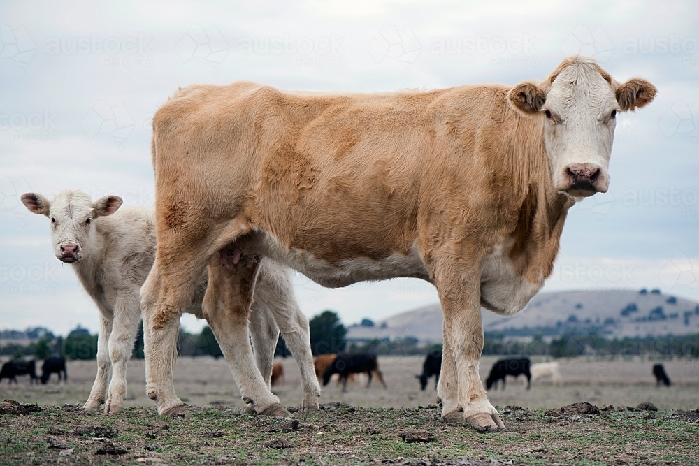 Calf hiding behind mother cow on a cloudy day against rural setting. - Australian Stock Image