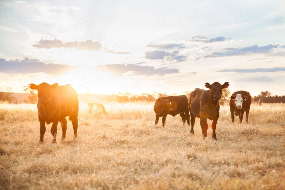 Calves on farm looking at camera at sunset - Australian Stock Image