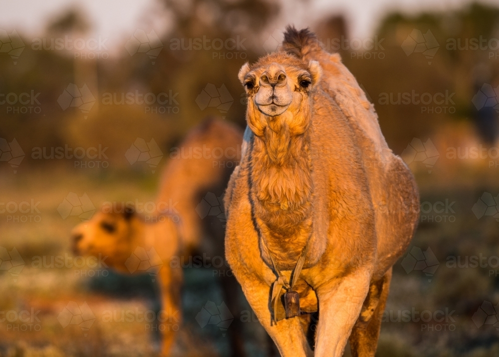Camel walking on grassland at sunset - Australian Stock Image