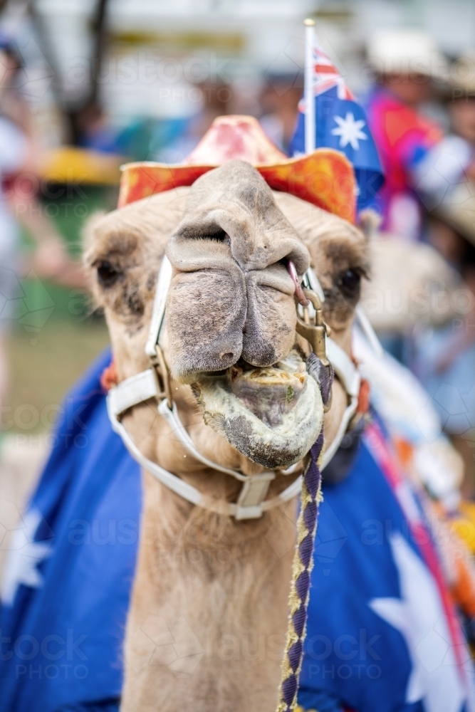 Camel wearing an Australian flag and blanket. - Australian Stock Image