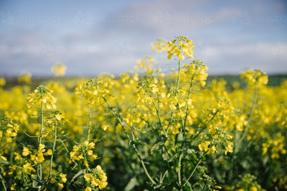 Canola crop at full flower in the Wheatbelt of Western Australia - Australian Stock Image