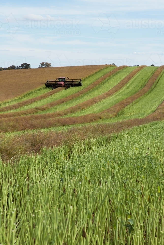 Canola crop cut into windrows to dry before harvest - Australian Stock Image