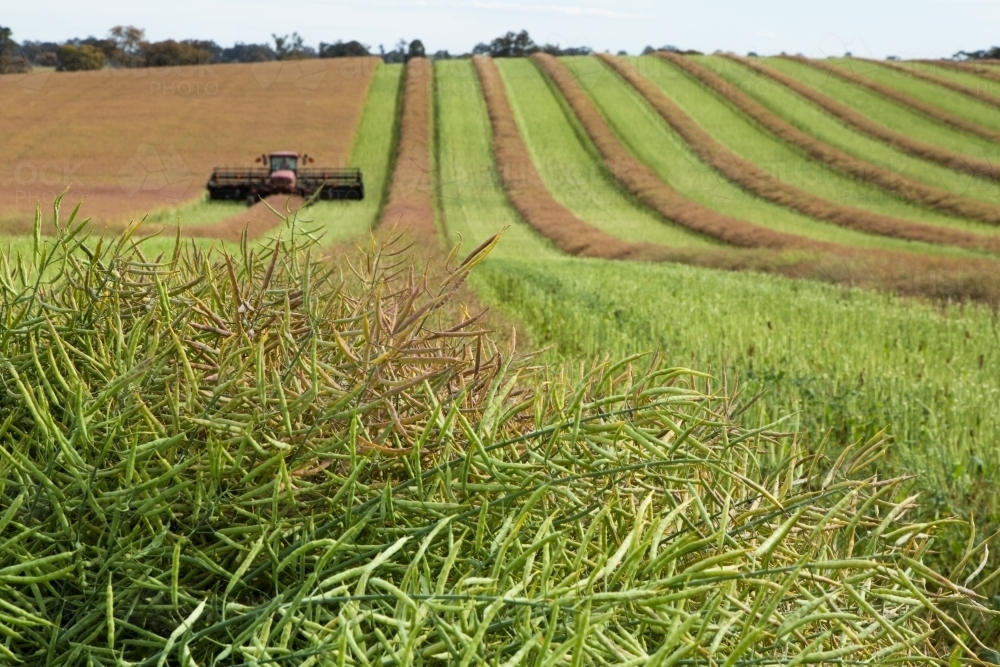 Canola crop cut into windrows to dry before harvest - Australian Stock Image