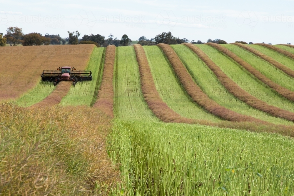 Canola crop cut into windrows to dry before harvest - Australian Stock Image