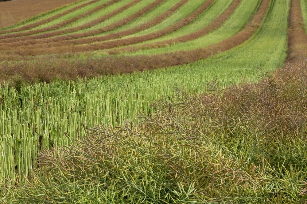 Canola crop cut into windrows to dry before harvest - Australian Stock Image