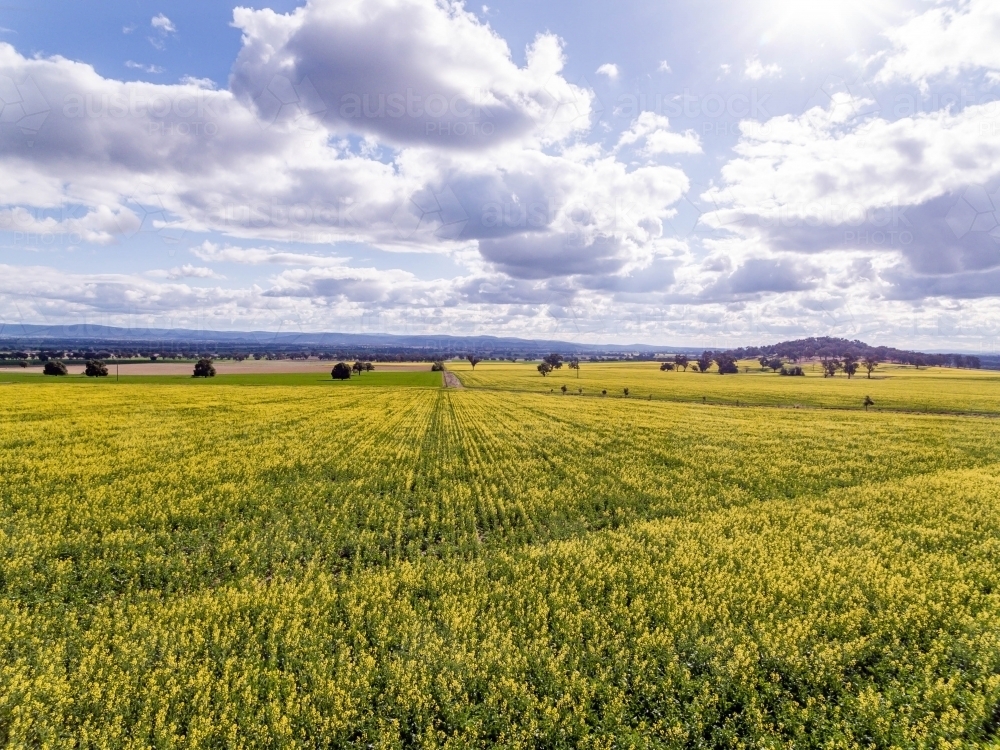 Canola Crop flowering - Australian Stock Image