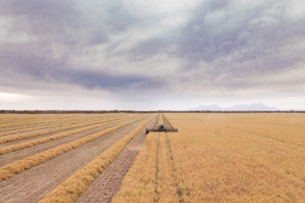 Canola crop getting swathed into windrows - Australian Stock Image