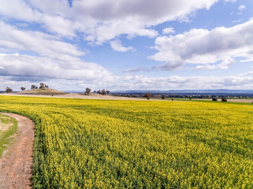 Canola Crop with curving Dirt road - Australian Stock Image